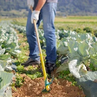 Serfouette forgée Duopro 30 cm - Panne et fourche - Manche bois PEFC LEBORGNE